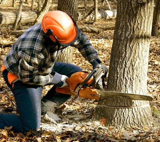 Tree Removal in Constantine, MI